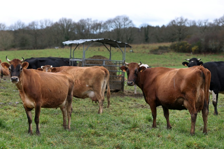 Des vaches de La Ferme de Kerdudal, le 13 février 2026 à Riec-sur-Bélon, dans le Finistère  