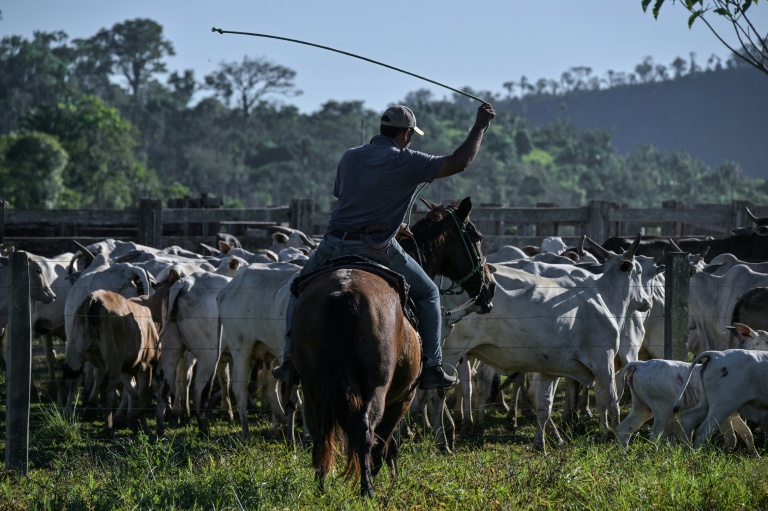 Un éleveur conduit du bétail à Sao Felix do Xingu, dans le nord du Brésil, le 18 juin 2025