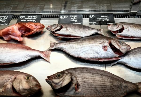 La biomasse de poissons pourrait être réduite d'un quart dans les eaux françaises d'ici à la fin du siècle sous l'effet du réchauffement climatique