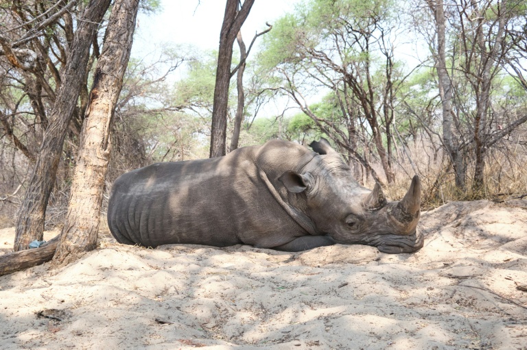 Un rhinocéros dort sous un arbre au parc national de Hwange, au Zimbabwe, le 8 octobre 2025