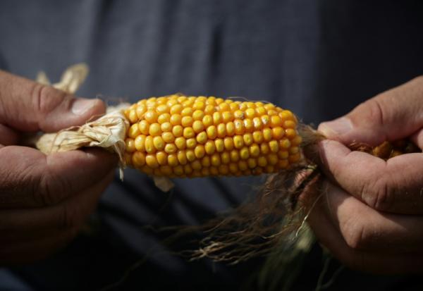 Le cultivateur de céréales Sébastien Maylin présente un épi de maïs affecté par la sécheresse, le 24 août 2026 à Bazordan, dans le département des Hautes-Pyrénées. Selon le ministère, la  récolte nationale serait quasiment divisée par deux sur un an.