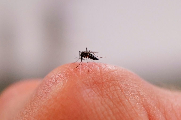 Une femelle moustique tigre à l'usine Terratis à Montpellier, dans l'Hérault le 5 juin 2026