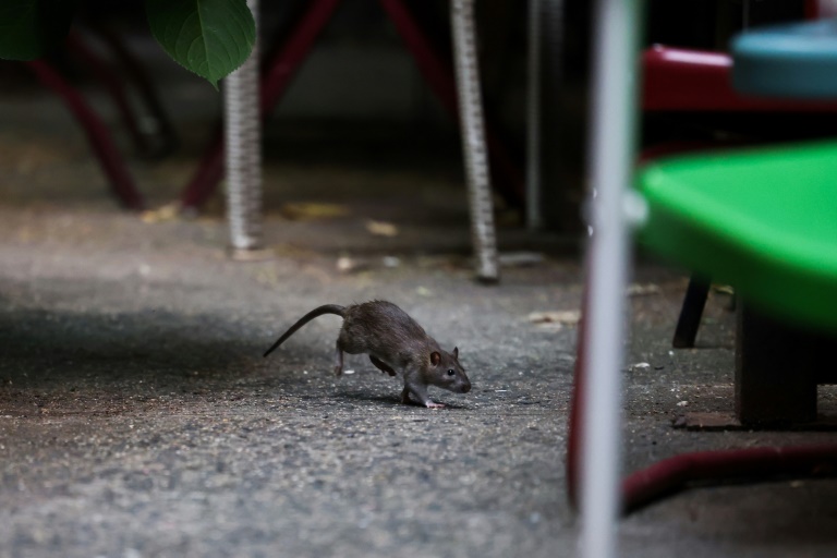 Rat dans les rues de New York, le 1er août 2025