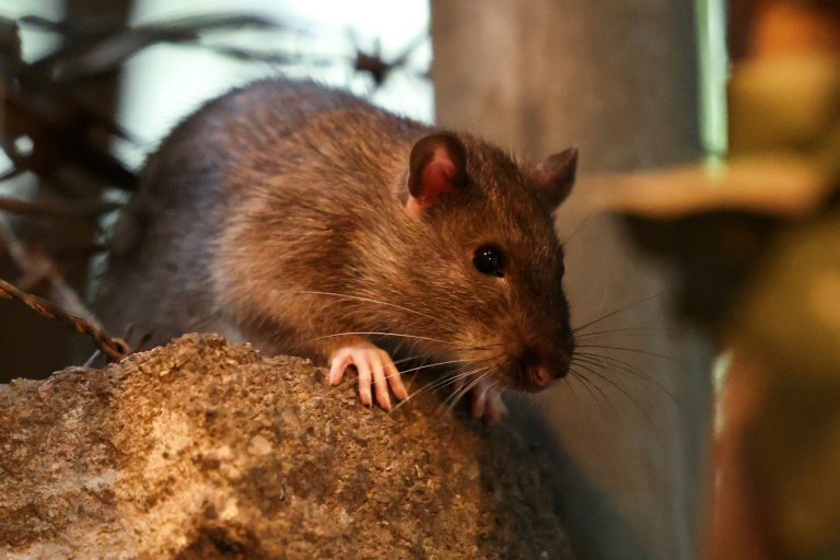 Un rat dans les rues de New York, le 1er août 2025