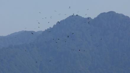 Des rapaces migrent par le "goulot d’étranglement de Batoumi", formé par la mer Noire et les montagnes du Caucase, le 23 septembre 2026 à Sakhalvasho, en Géorgie