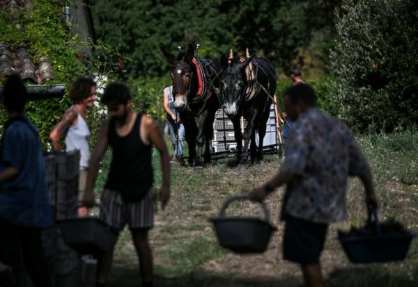 Vendanges au Château Coutet à Saint-Emilion, en Gironde, le 7 septembre 2026