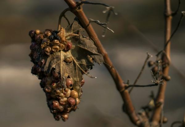 Une grappe de raisin flétrie provenant d'un vignoble après qu'une zone eut été touchée par un incendie de forêt à Tournissan, dans le massif des Corbières, le 7 août 2025