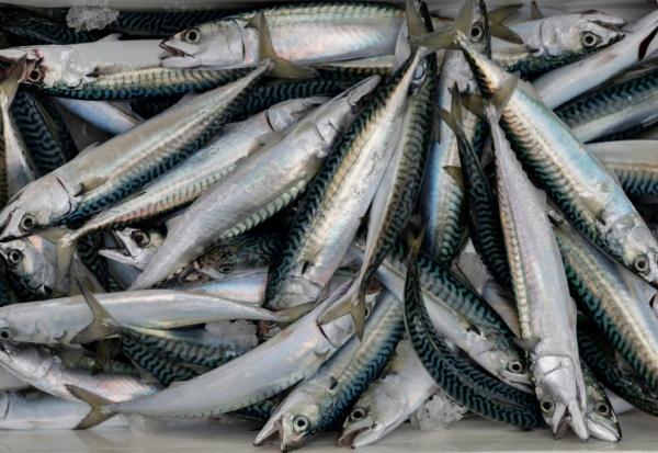 Le ministère de la Mer a augmenté le quota pour la pêche de loisirs à dix maquereaux par pêcheur et par jour
