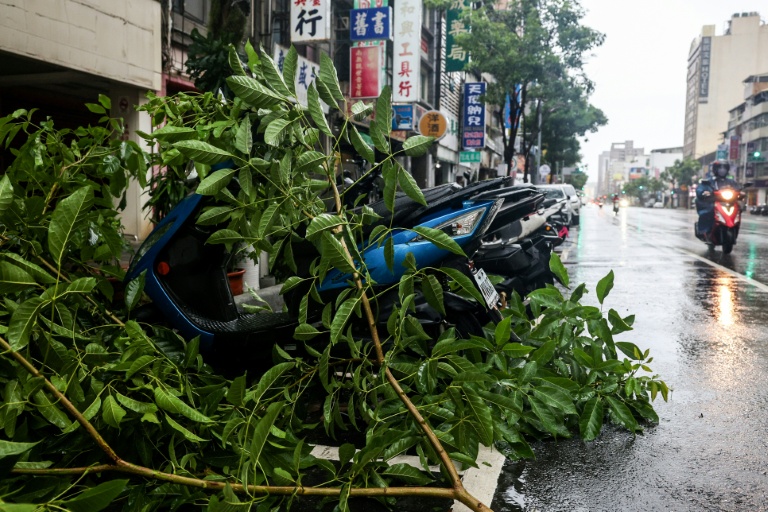 Des arbres couchés après le passage du typhon Podul à Taïwan le 13 août 2025