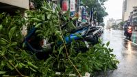 Des arbres couchés après le passage du typhon Podul à Taïwan le 13 août 2025