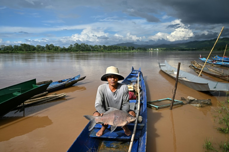 Le pêcheur thaïlandais Sawat Kaewdam montre ses prises le long des rives du Mékong, dans la région du Triangle d'or, dans la province de Chiang Rai, au nord de la Thaïlande, le 25 mai 2025
