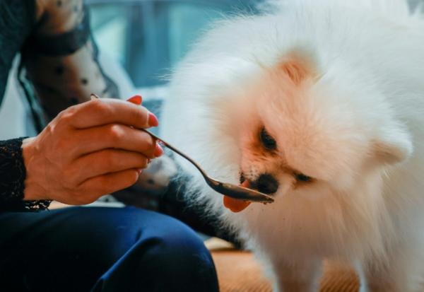 Loulou, un poméranien, mange une pâtisserie pour chien au café "Casa del Doggo", le 7 mai 2026 à Paris
