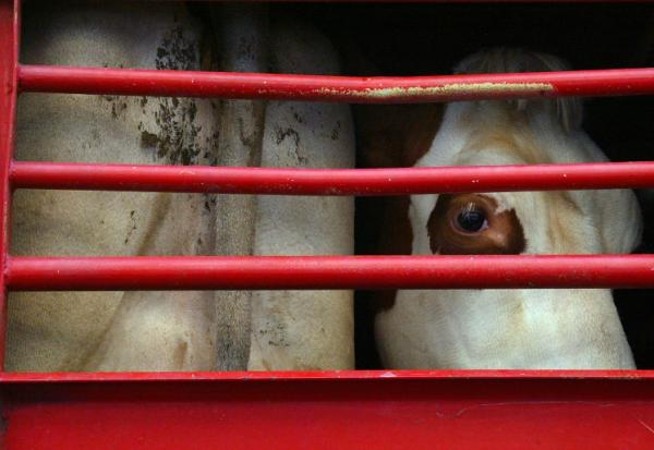 Les négociations sur une loi pour améliorer les conditions de transport des animaux en Europe  sont bloquées
