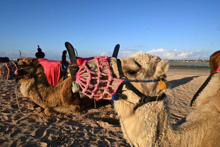 Des chameaux attendent des touristes sur l'île de Djerba, en Tunisie, le 2 mai 2026

