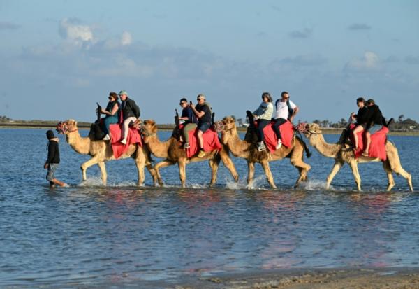 Des touristes français à dos de chameaux lors d'un séjour à Djerba, en Tunisie, le 2 mai 2026

