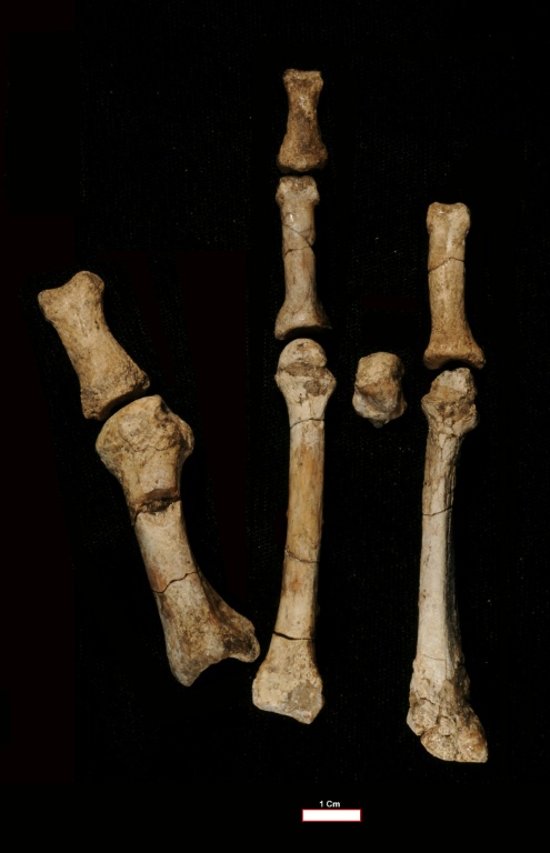 Photo non datée, diffusée par l'Institut des origines humaines de l'Université d'État de l'Arizona, montrant une partie de la mâchoire juvénile de l'Australopithecus deyiremeda, un ancien parent de l'homme, découverte dans la région Afar, en Éthiopie