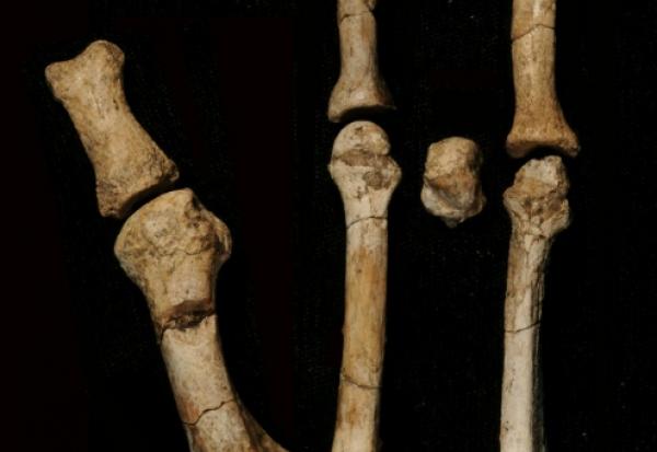 Photo non datée, diffusée par l'Institut des origines humaines de l'Université d'État de l'Arizona, montrant une partie de la mâchoire juvénile de l'Australopithecus deyiremeda, un ancien parent de l'homme, découverte dans la région Afar, en Éthiopie