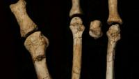 Photo non datée, diffusée par l'Institut des origines humaines de l'Université d'État de l'Arizona, montrant une partie de la mâchoire juvénile de l'Australopithecus deyiremeda, un ancien parent de l'homme, découverte dans la région Afar, en Éthiopie