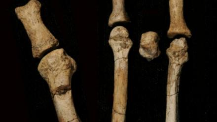 Photo non datée, diffusée par l'Institut des origines humaines de l'Université d'État de l'Arizona, montrant une partie de la mâchoire juvénile de l'Australopithecus deyiremeda, un ancien parent de l'homme, découverte dans la région Afar, en Éthiopie