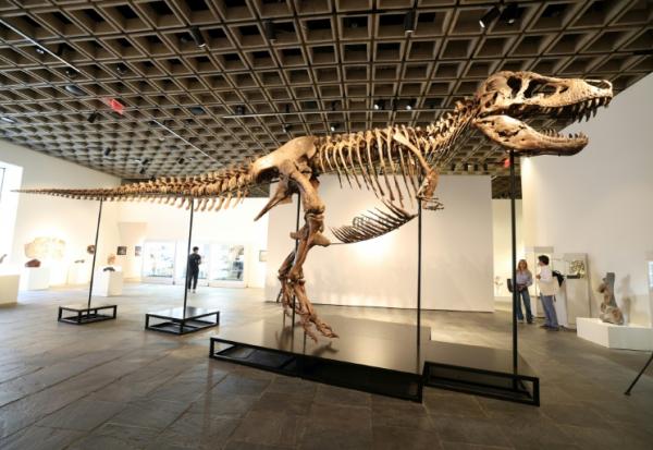 "Gus", un T-Rex parmi les plus complets au monde, exposé par Sotheby's à New York, le 1er juillet 2026