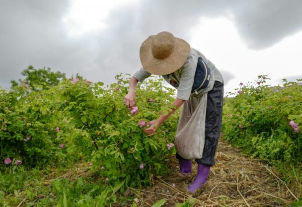 Cueillette de roses Centifolia pour la parfumerie Christian Dior, au Domaine de Manon à Grasse, le 14 mai 2020