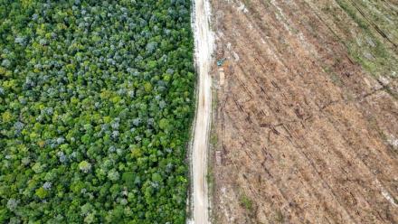 Vue aérienne de la forêt tropicale (g) et d'un terrain rasé pour des plantations (d) à Lahei Mangkutup, dans la régence de Kapuas du Kalimantan central, le 11 février 2026 en Indonésie