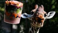 Une girafe mange des fruits et légumes glacés au jardin zoologique de Rome, le « Bioparco », pendant une vague de chaleur, le 26 juin 2026