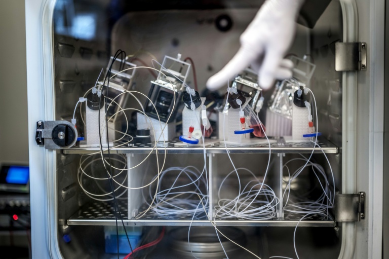 Fred Jordan, cofondateur de la start-up FinalSpark, montre des dispositifs contenant des cellules cérébrales humaines à l'intérieur d'un réfrigérateur de laboratoire à Vevey, le 3 octobre 2025 en Suisse