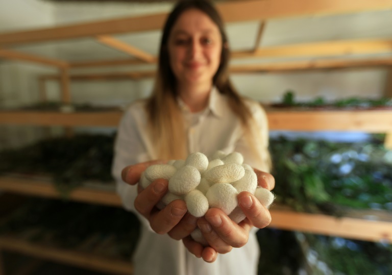 Franceska Pjetraj montre des cocons de vers à soie à Dajc, dans la région de Zadrima, le 27 mai 2025 en Albanie