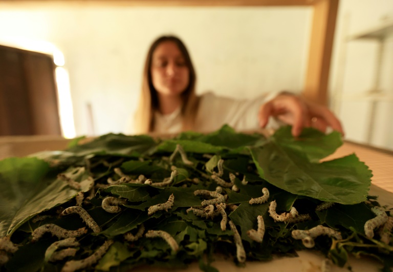 Franceska Pjetraj veille sur les vers à soie dans son atelier du village de Dajc, dans la région de Zadrima, le 27 mai 2025 en Albanie