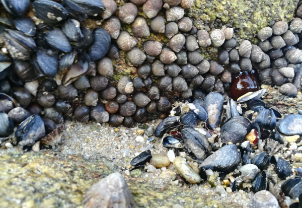 DBV Technologies intègre deux indices