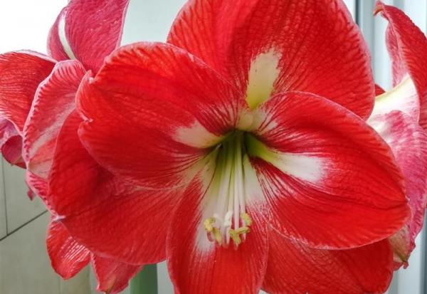 Graines Voltz : conclusion d'un pacte d'actionnaires