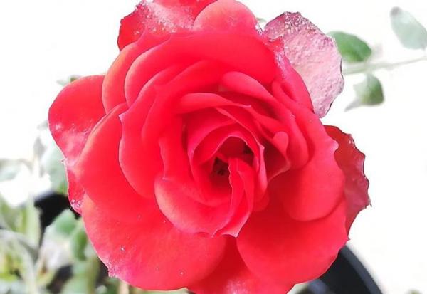 Graines Voltz : prudent pour le prochain exercice