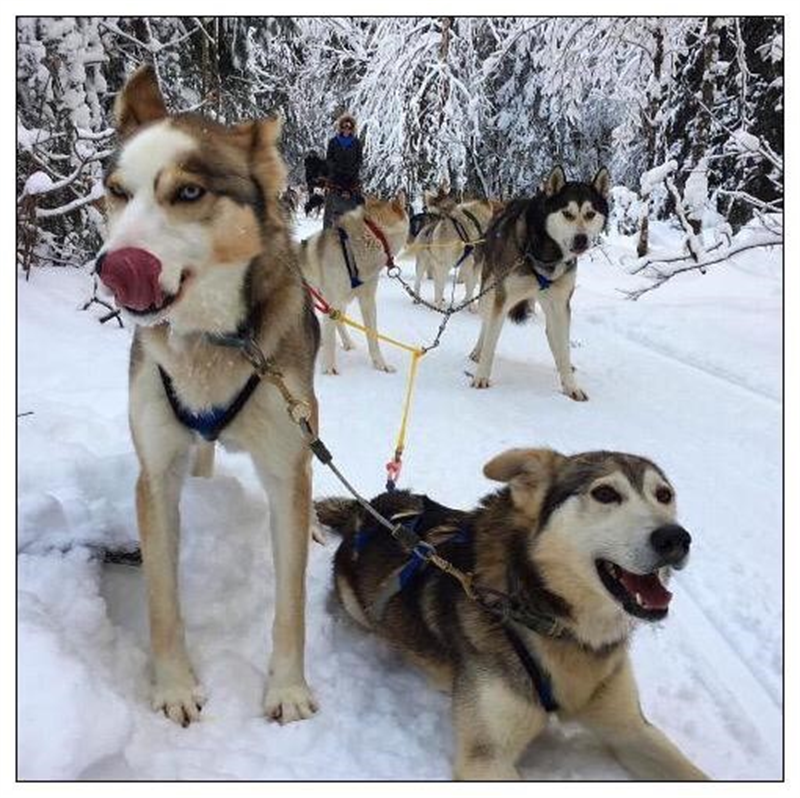 L'assurance santé dédiée aux animaux de compagnie arrive dans les bureaux de poste