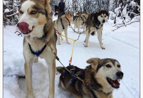 L'assurance santé dédiée aux animaux de compagnie arrive dans les bureaux de poste
