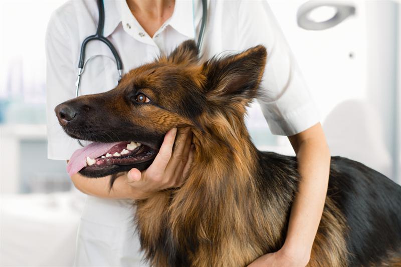Pet Service Holding confirme ses prévisions de revenus annuels entre 17 et 18 ME