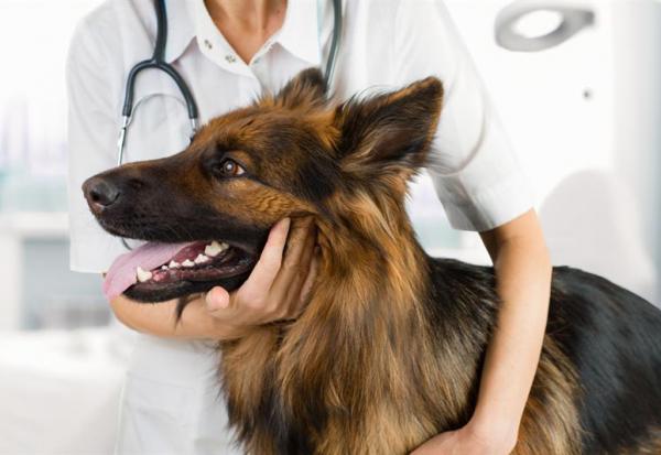 Pet Service Holding confirme ses prévisions de revenus annuels entre 17 et 18 ME