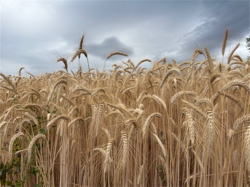 Winfarm : à venir en 2026...